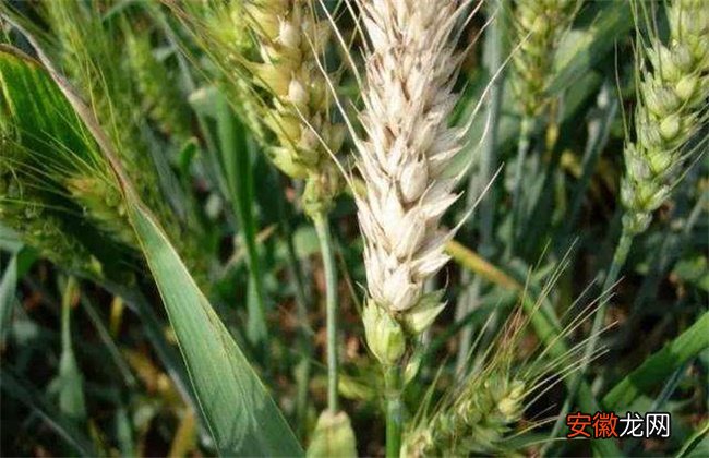 【防治】小麦有穗无籽的防治措施