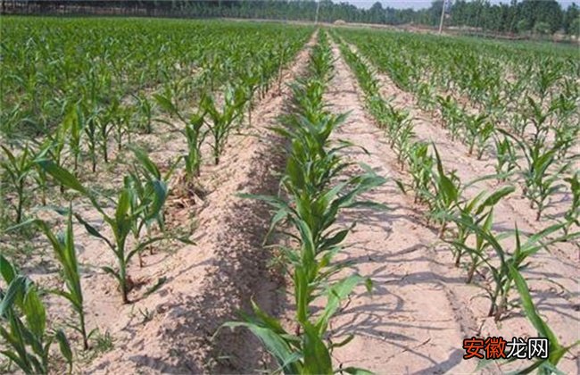 【种植】甜玉米的苗期种植管理技术