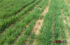 【原因】小麦冬春死苗原因及防治措施