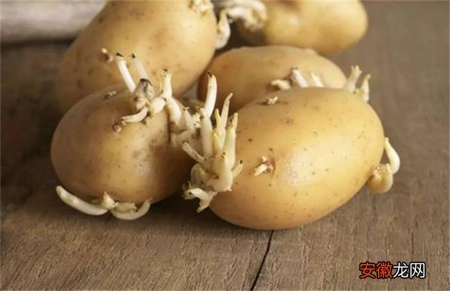 【种植】土豆种植技术
