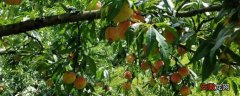 【方法】桃树重茬解决方法，选择合适肥料，注意浇水方法