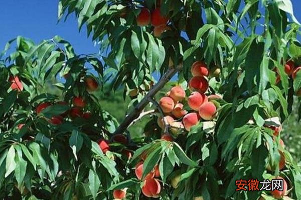 【方法】桃树重茬解决方法，选择合适肥料，注意浇水方法