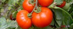 【种植】西红柿种植时间和技术，管理主要为除草和施肥