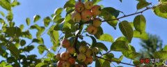 【种植】果树种植技术，冬季栽果树优势