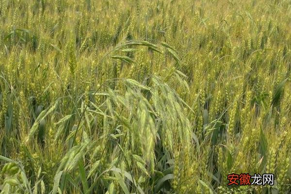 【温度】小麦除草温度低能进行吗？10度以上效果好