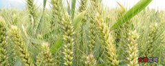 【温度】小麦除草温度低能进行吗？10度以上效果好