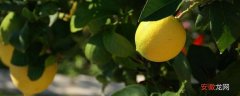 【种植】柠檬种植条件和注意事项