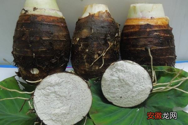 【种植方法】荔浦芋头的种植方法与时间，终霜后播种