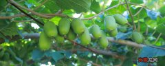 【栽培】软枣猕猴桃山地人工栽培技术与管理