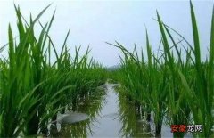 【水稻】水稻分蘖期的管理要点