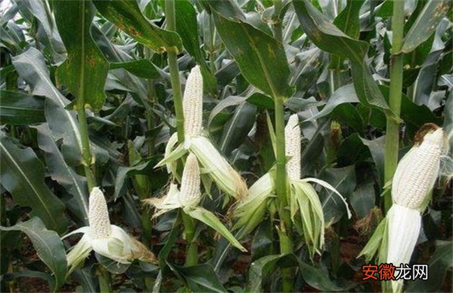 【种植】糯玉米种植技术与管理