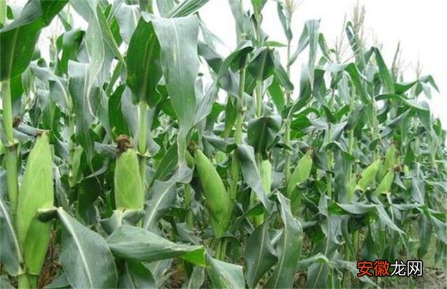 【种植】糯玉米种植技术与管理