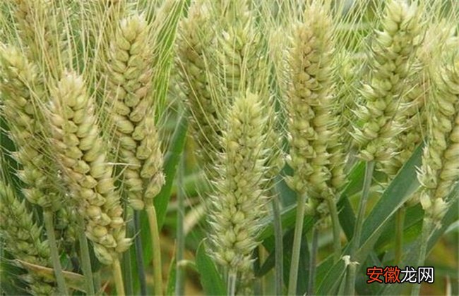【小麦】小麦增产增收新技术