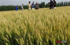 【小麦】小麦增产增收新技术