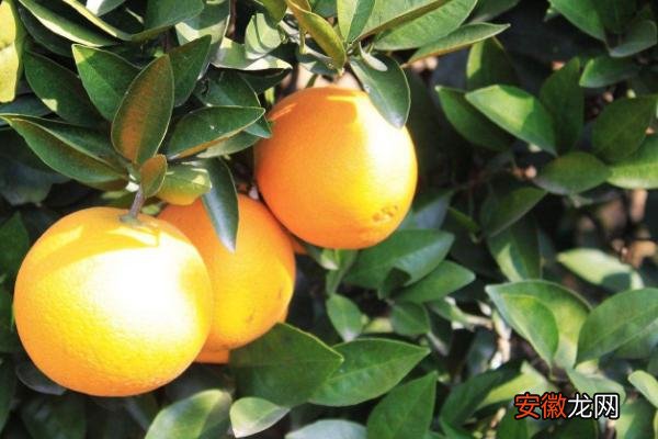 【种植】脐橙种植间距，一般隔3米左右，每亩110至120株