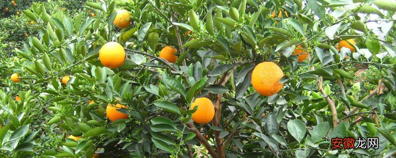 【种植】脐橙种植间距，一般隔3米左右，每亩110至120株