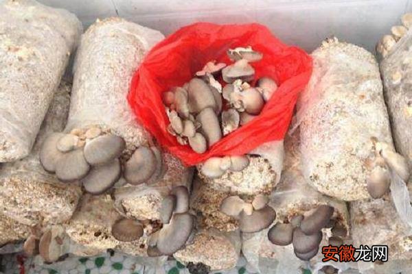 【种植】袋装平菇种植技术与管理