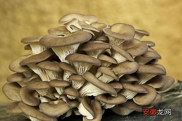 【种植】袋装平菇种植技术与管理