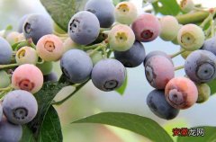 【种植】蓝莓种植技术