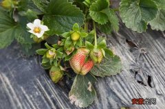 【种植】草莓种植技术