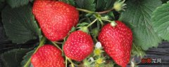 【草莓】怎样育草莓苗又矮又壮