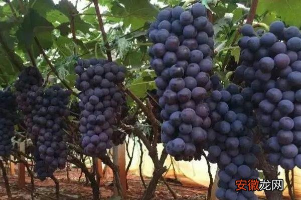 【种植】葡萄种植季节几月好