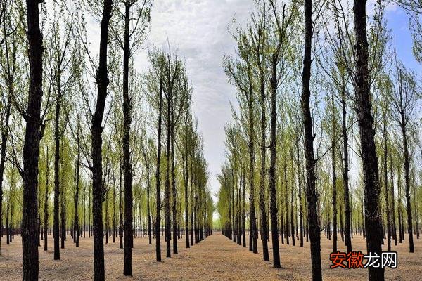 【种植】速生杨树的种植和管理