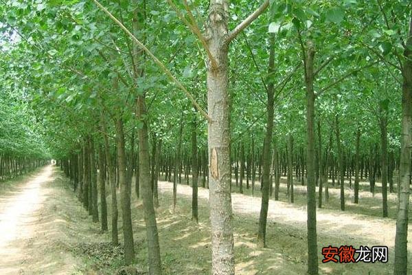 【种植】速生杨树的种植和管理