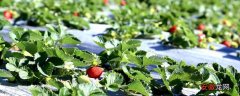 【种植】露天草莓种植时间和方法