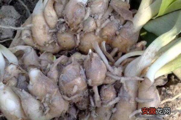 【种植方法】广东沙姜种植方法和时间，多在3月底4月上旬种