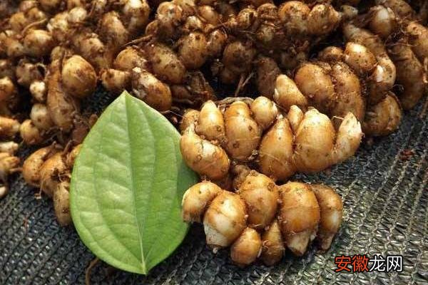 【种植方法】广东沙姜种植方法和时间，多在3月底4月上旬种