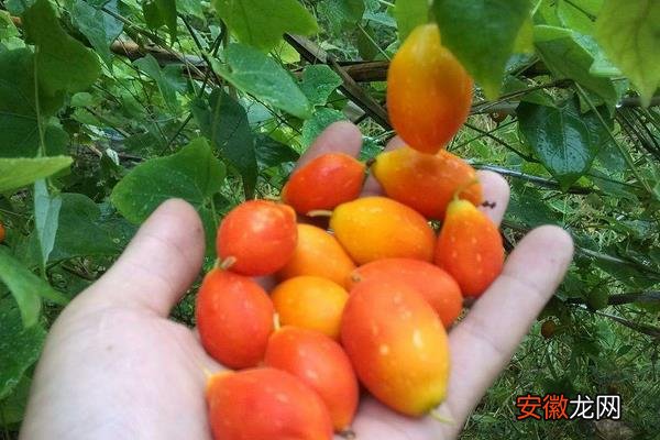 【种植】红香果种植条件及效益
