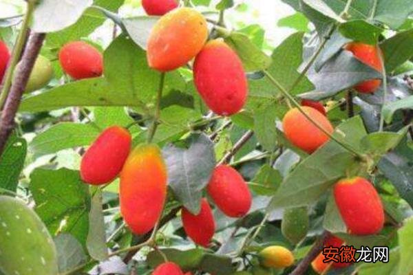 【种植】红香果种植条件及效益