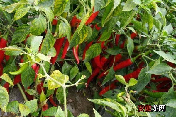 【树】辣椒树的种植方法技术