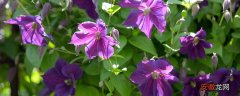 【铁线莲】紫色铁线莲的花语 紫色铁线莲的花语是什么