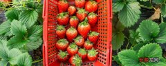 【吃】12月的草莓能吃吗 12月的草莓能不能吃