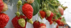 【草莓】草莓怎样快速增甜