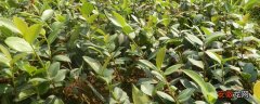 【栽培】茶苗栽培种植技术