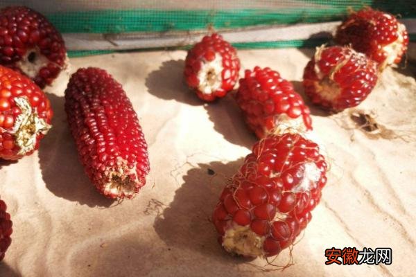 【玉米】草莓玉米种植方法