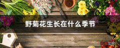 【花生】野菊花生长在什么季节