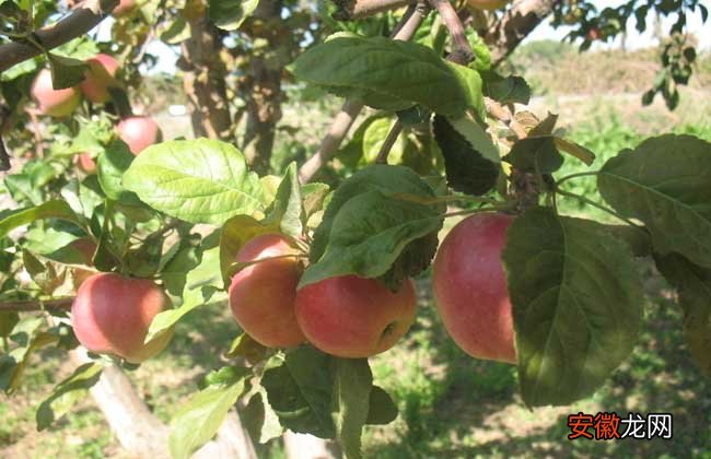 【种植】苹果的种植条件
