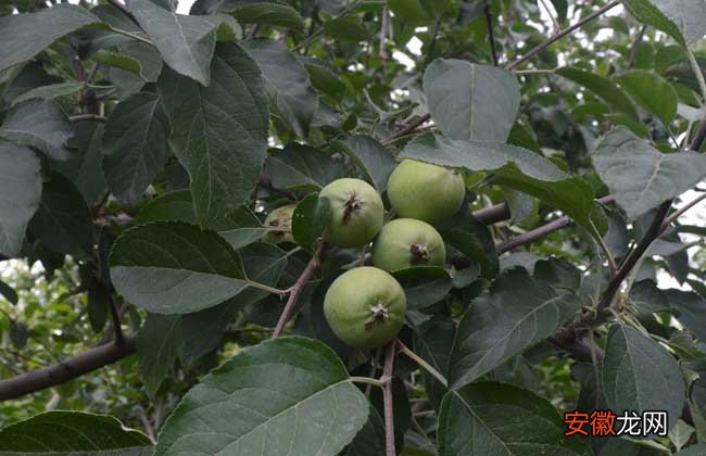【种植】苹果的种植条件