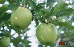 【苹果树】苹果树种植技术