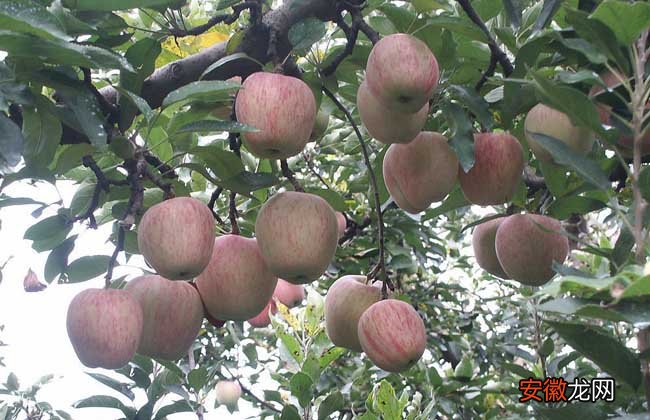 【苹果树】苹果树的寿命有多长？