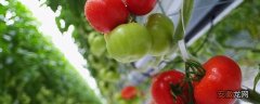 【种植方法】西红柿种植方法和时间