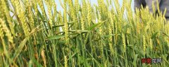 【小麦】小麦的管理技术要点