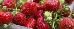 【施肥】草莓如何施肥更高产