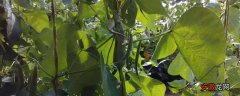 【种植】架豆王种植技术和要求