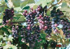 【产地】夏黑葡萄原产地是哪里？