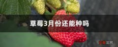 【月份】草莓3月份还能种吗